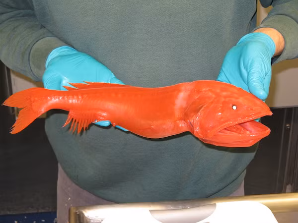 Các nhà khoa học hiện biết rất ít về thói quen của loài cá này, chúng sống và hoạt động ở nơi độ sâu lớn dưới mặt biển, kiếm ăn bằng ánh sáng mờ ảo, rút lui về độ an toàn của độ sâu vào ban ngày.