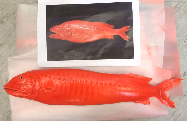 Đặc biệt, có một điều vô cùng khó hiểu về loài sinh vật này đó là: toàn bộ 120 cá thể cá vòi rồng mà các nhà khoa học nghiên cứu đều là ấu trùng hoặc con non.