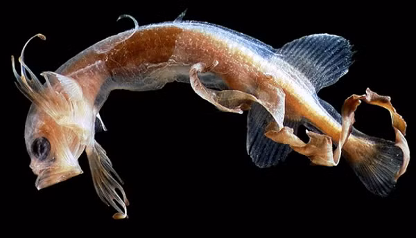 Loài cá mới này có ngoại hình hoàn toàn khác so với cá Whalefish trước đó. Chúng còn được tìm thấy sinh sống gần bề mặt đại dương thay vì dưới bề mặt sâu như cá Whalefish.