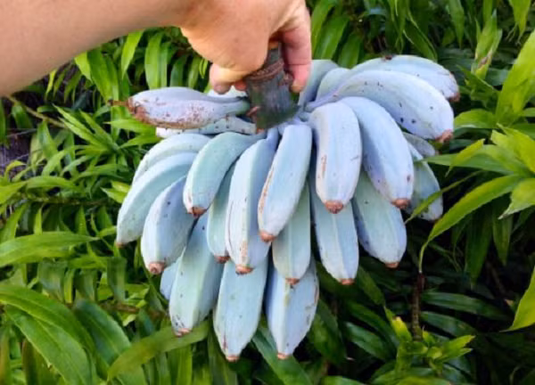 Loài chuối Blue Java có thể phát triển chiều cao từ 4,5m - 6m. Chúng chịu được lạnh và sức gió tốt, nhờ hệ thống rễ đâm sâu dưới đất.