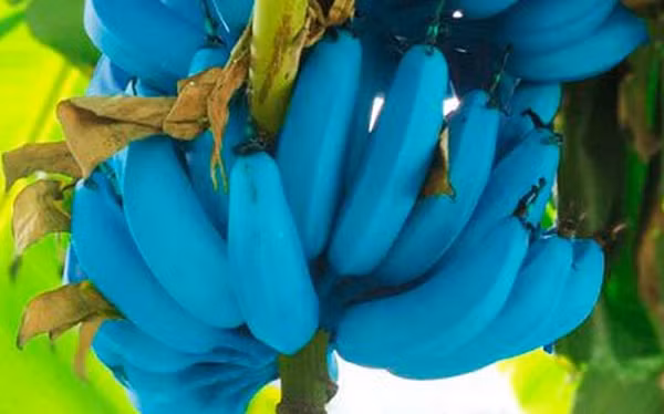 Dù vô cùng đặc biệt nhưng đáng tiếc là bạn khó có thể tìm thấy giống chuối này ở nơi khác ngoài Hawaii.