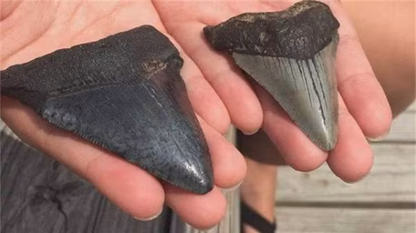 2 ngày sau, Christine cũng nhặt được viên đá giống như vậy trên bãi biển. Hai viên đá rất mịn, sắc và nặng, bố mẹ Christine cũng chưa nhìn thấy chúng nên đã đưa cô bé đến Viện Hải dương học Địa phương để tìm câu trả lời.