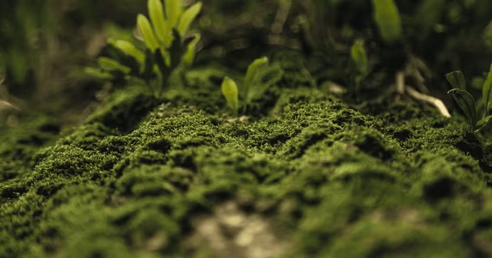 2. Rêu: Xuất hiện từ cách đây 470 triệu năm, rêu là một trong những loài sinh vật đầu tiên và có khả năng khôi phục phần cơ thể bị mất một cách kỳ diệu.