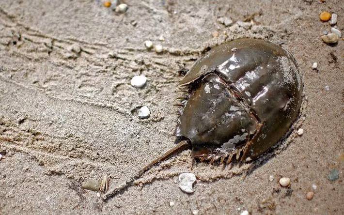 5. Sam (cua móng ngựa): Được biết đến từ cách đây hơn 445 triệu năm, cua móng ngựa sống chủ yếu ở vùng biển nông. Loài này có đến 9 mắt rải rác khắp cơ thể và có khả năng cảm nhận tia cực tím.