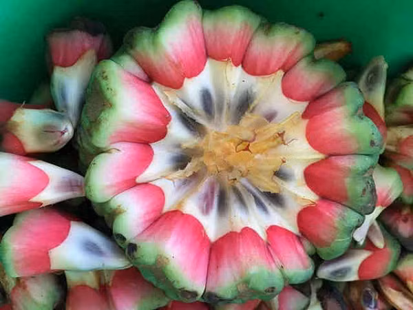 Cây mọc rải rác trong các rừng kín, rừng tái sinh ở độ cao từ 200-1000m. Phân bố ở các vùng Quảng Ninh, Lạng Sơn, Lào Cai (Sapa), Vĩnh Phúc (Tam Đảo), Hoà Bình, Hà Nội (Ba Vì), Quảng Trị (Đông Trị), Thừa Thiên Huế, Quảng Nam, Kon Tum, Lâm Đồng (Di Linh, Braian, Bảo Lộc).