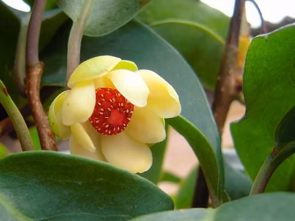 Rễ cây thu hái quanh năm, rửa sạch, thái phiến, phơi khô dùng dần. Liều dùng, sắc 15-30g rễ khô lấy nước uống. 