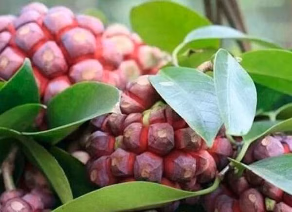 Tại huyện Yên Thế các lương y và các đồng bào dân tộc trên huyện Yên Thế hay dùng làm thuốc thang chữa phong thấp ăn uống kém phụ nữ hãm uống sau khi sinh đẻ chống hậu sản.