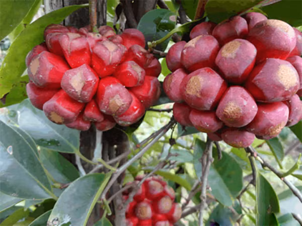 Dân gian cũng thường dùng vỏ thân, vỏ rễ làm thuốc bổ, kích thích tiêu hoá, giảm đau. Ngày dùng 8-16 g sắc hoặc ngâm rượu uống.