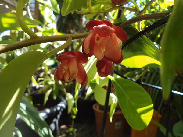 Loại quả lạ và hiếm này được nhiều người săn lùng đến mức báo động về để làm thuốc nên có giá trị rất cao, nhiều quả to có giá lên đến vài triệu đồng mỗi quả (trung bình một quả na rừng nặng từ 3 – 4kg).