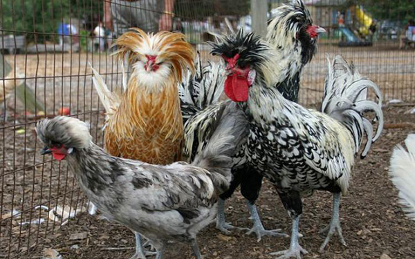 Gà mào sư tử là giống gà Ba Lan với chiếc mào xù như bờm sư tử lạ mắt. Chiếc mào khổng lồ được phủ bằng lông trông giống như một vương miện nhỏ, tôn thêm vẻ đẹp kiêu kỳ của chúng.