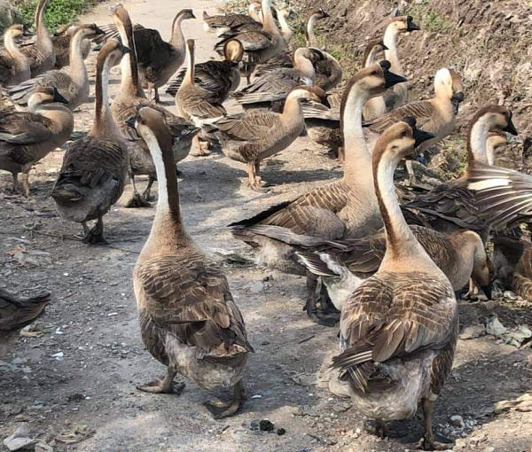 Ngỗng sư tử cái có thể đẻ từ 50 - 70 trứng/năm với quả trứng có kích thước lớn, từ 160g - 180g/quả.