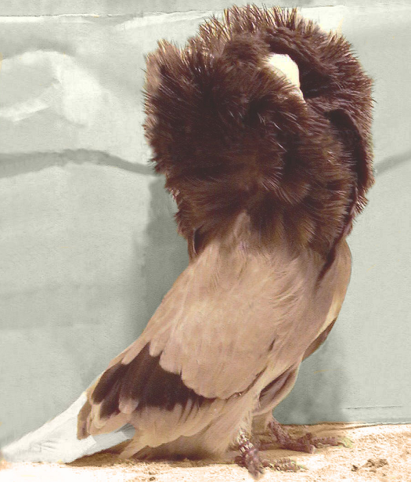 Bồ câu sư tử Jacobin có phần lông vũ bao quanh cổ cao vượt quá đầu và dựng thẳng, vì thế mà chúng chỉ có thể nhìn thấy mọi vật phía trước nó. Chính vì bị hạn chế về tầm nhìn nên chúng gần như không thể bay, chúng chỉ di chuyển trên mặt đất.