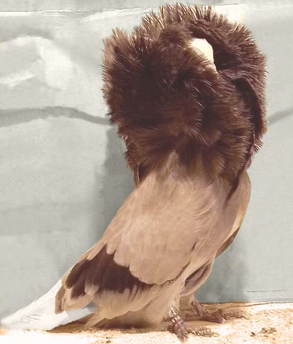 Bồ câu sư tử Jacobin có phần lông vũ bao quanh cổ cao vượt quá đầu và dựng thẳng, vì thế mà chúng chỉ có thể nhìn thấy mọi vật phía trước nó. Chính vì bị hạn chế về tầm nhìn nên chúng gần như không thể bay, chúng chỉ di chuyển trên mặt đất.