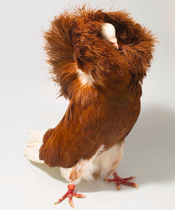 Loài chim này được đặt tên từ thế kỷ 12 theo tên của các vị thầy tu Jacobin do họ thường đội một chiếc khăn trùm đầu khá giống với vẻ ngoài của bộ lông cổ. Bồ câu Jacobin có khả năng chăm sóc con non khá tốt.