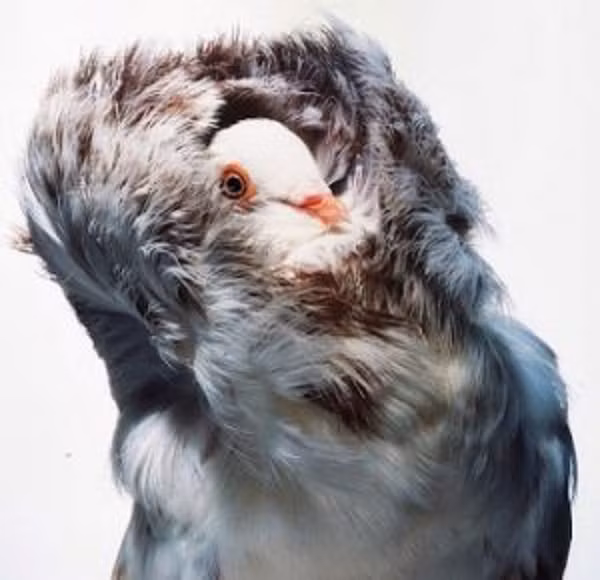 Bồ câu sư tử Jacobin có giá tiền hạng trung từ 400.000 – 800.000 đồng/cặp, loại cao cấp có giá khoảng trên dưới 2 triệu đồng/cặp.