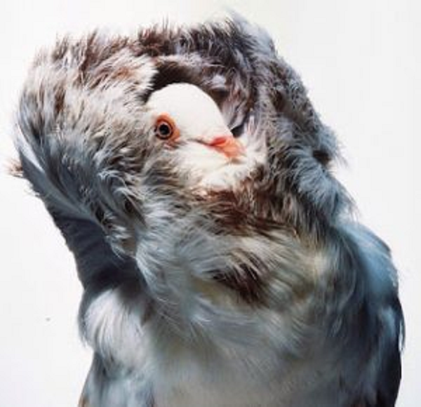 Bồ câu sư tử Jacobin có giá tiền hạng trung từ 400.000 – 800.000 đồng/cặp, loại cao cấp có giá khoảng trên dưới 2 triệu đồng/cặp.