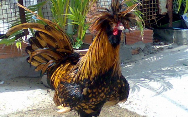 Chùm mào bông trên đầu của gà lớn và kéo dài xuống tận cổ là điểm "không dụng hàng" của loại gà này... Gà mào sư tử có dáng đi rất dũng mãnh, mặc dù là gà kiểng.