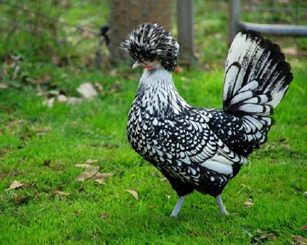 Gà đạt chuẩn trưởng thành sinh đẻ sau 8 tháng, sức đề kháng cao, đẻ trứng to và đều. Chúng có nhiều màu lông khác nhau như vàng, đen, trắng... Chúng có cân nặng trung bình khoảng 1,8–2 kg, năng suất trứng rất cao, 1-2 quả/ngày.