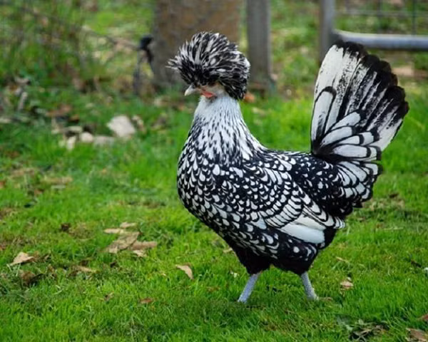 Gà đạt chuẩn trưởng thành sinh đẻ sau 8 tháng, sức đề kháng cao, đẻ trứng to và đều. Chúng có nhiều màu lông khác nhau như vàng, đen, trắng... Chúng có cân nặng trung bình khoảng 1,8–2 kg, năng suất trứng rất cao, 1-2 quả/ngày.