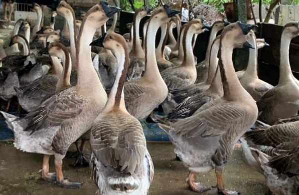 Đâу là giống ngỗng thích nghi tốt với điều kiện khí hậu nhiệt đới. Ngỗng sư tử đực trưởng thành có thể nặng tới 7kg trong khi ngỗng cái có thể đạt trọng lượng 6kg.