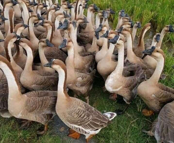 Hiện trên thị trường, ngỗng sư tử giống có giá 100.000 – 110.000 đồng/con. Còn ngỗng sư tử thịt có giá dao động từ 200.000 – 450.000 đồng/kg.