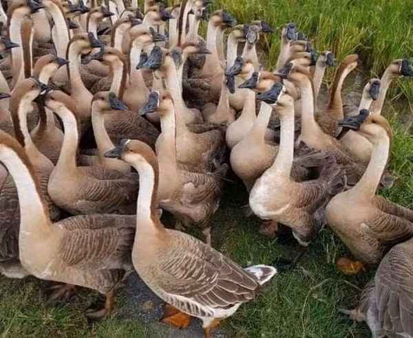 Hiện trên thị trường, ngỗng sư tử giống có giá 100.000 – 110.000 đồng/con. Còn ngỗng sư tử thịt có giá dao động từ 200.000 – 450.000 đồng/kg.