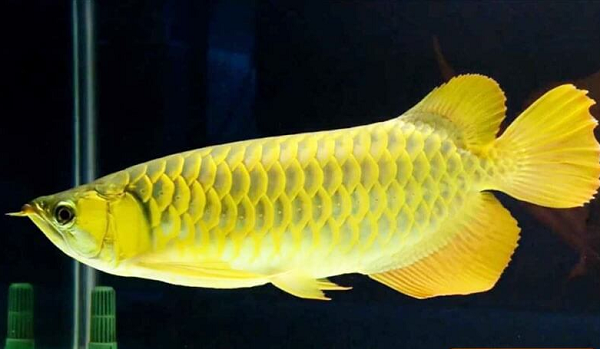 Tuy nhiên trước khi trở thành một mặt hàng cao cấp, cá Rồng đã có quá khứ đáng kinh ngạc. Trong nhiều thế kỷ, cá rồng Châu Á chẳng có giá trị nào khác ngoài một món ăn dành cho người nghèo.