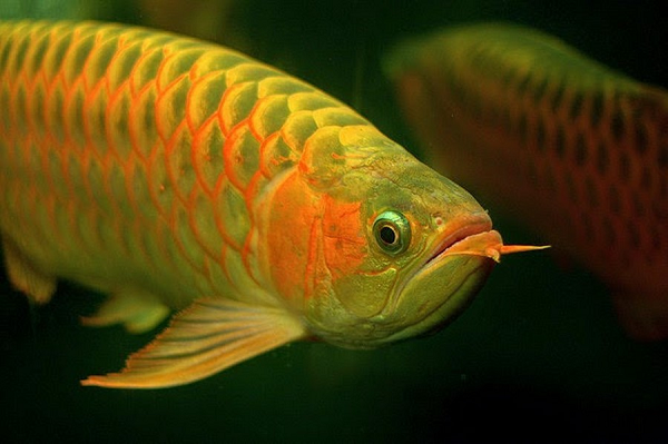 Cá Rồng huyết long với màu đỏ rực, hoặc cá Rồng xanh tím thì đắt gấp 10 lần - khoảng 12.000 USD, tương đương khoảng 270 triệu đồng. Tuy nhiên, hiếm nhất vẫn là những con cá Rồng bạch tạng - màu trắng ánh bạc.