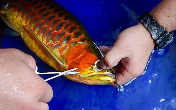 Thậm chí vì giá trị quá lớn của cá Rồng, người ta còn có hẳn một thị trường... phẫu thuật thẩm mỹ dành cho chúng. Các chủ nuôi có thể chi thêm vài triệu đồng để cắt mắt, nâng mũi cho chúng và thỏa mãn thú vui chơi cá của mình.