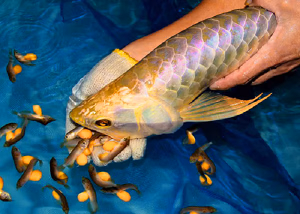 Lý do tạo nên cái giá đắt đỏ của cá Rồng một phần là vì tín ngưỡng văn hóa. Cá Rồng đỏ và vàng là 2 màu sắc biểu tượng cho may mắn và thịnh vượng tại nhiều quốc gia châu Á.