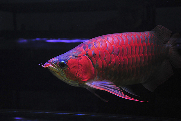 Nó lớn đến nỗi người ta phải dành cả một đoàn xe hộ tống khi cần vận chuyển, còn các nơi nhân giống cá thì xây hàng lớp tường bê tông với hàng rào kẽm gai quây kín, kèm cả bảo vệ và chó nghiệp vụ canh gác.