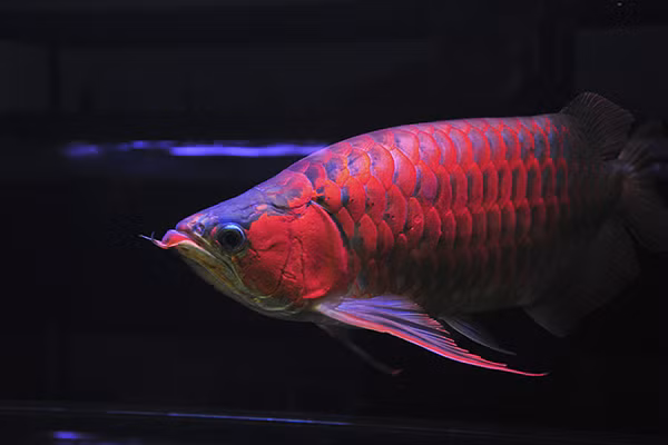 Nó lớn đến nỗi người ta phải dành cả một đoàn xe hộ tống khi cần vận chuyển, còn các nơi nhân giống cá thì xây hàng lớp tường bê tông với hàng rào kẽm gai quây kín, kèm cả bảo vệ và chó nghiệp vụ canh gác.