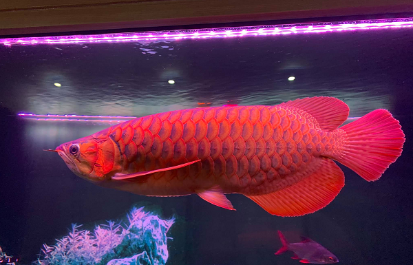 Các gia đình thu nhập thấp sẽ đánh bắt loài cá này từ những con sông với làn nước đen ngòm, hoặc các đầm lầy ở Đông Nam Á để mang về cải thiện bữa ăn.