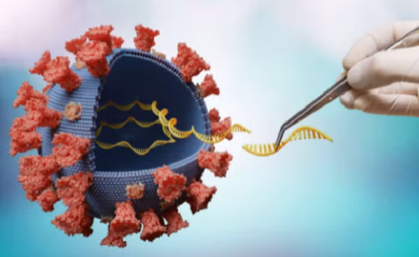 Những người bị nhiễm chủng Delta đã tiêm chủng vẫn có khả năng lây lan virus như những người chưa tiêm chủng, với tải lượng đầy đủ của loại biến chủng đáng sợ này. Tốc độ lây truyền của biến thể Delta cao hơn 40% -60% so với Alpha.
