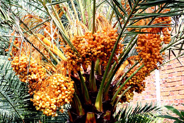 Cây chà là có nhu cầu cung cấp nước ở mức độ trung bình. Cây có thể sinh trưởng phát triển trên nhiều loại đất khác nhau và điều đặc biệt là có khả năng chịu đựng mặn tương đối cao.