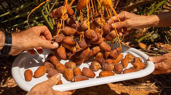 Không chỉ giàu chất xơ thiên nhiên, chà là còn là một nguồn vitamin A, B, K, khoáng tố vi lượng, chất béo. Chất xơ và các vitamin rất quan trọng cho sức khỏe con người và hoạt động của hệ tiêu hóa, đặc biệt là ruột.