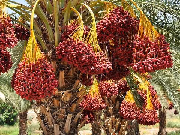 Cây chà là là cây có từ rất đâu đời, thuộc họ hàng của cau, tên khoa học là Phoenix loureiri. Loại cây này được trồng nhiều trên các sa mạc hoặc tại các ốc đảo khu vực Trung Đông, trong đó có Dubai.