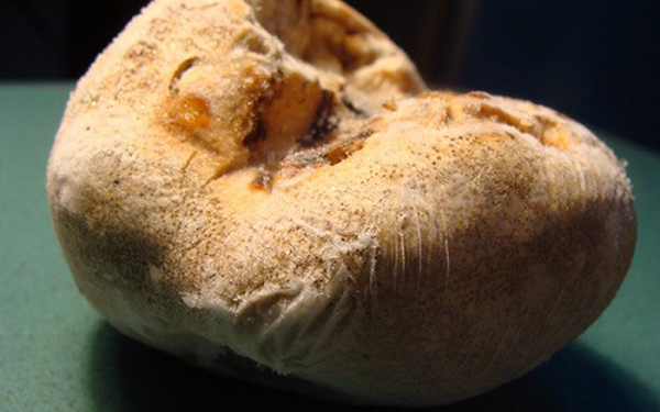 Nấm phục linh thiên chỉ mọc trên ngọn cây vân sam. Khi thu hái người ta thường phải dùng tới dây bảo hiểm để đu người trên cây hái nấm về (Đây là 1 công việc khá mạo hiểm, tiềm ẩn nhiểu rùi ro).