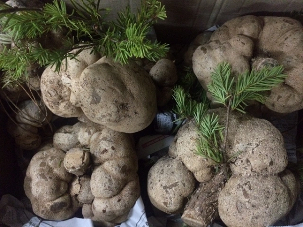 Loại nấm này chỉ mọc trên ngọn cây vân sam - một loại cây cổ thụ họ thông, có nhiều ở vùng núi Hoàng Liên Sơn. Khi côn trùng sâu bọ đục khoét thân cây vân sam, thân cây sẽ sinh ra chất nhựa để bảo vệ vết thương, từ cục nhựa này có thể mọc ra củ nấm phục linh thiên.