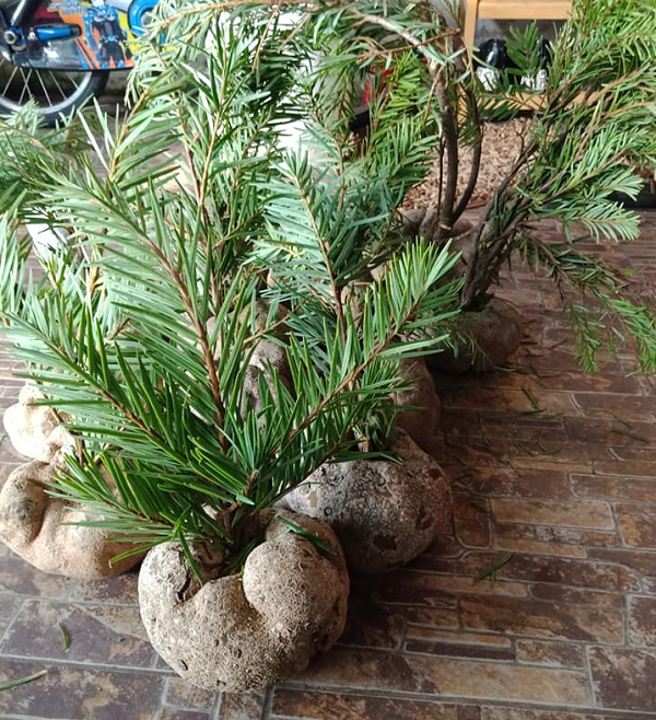 Ở nước ta mới có một vài nơi phát hiện được loại nấm này. Ngoài dãy Hoàng Liên Sơn (nơi có những cánh rừng cổ thụ hàng ngàn năm) còn được tìm thấy ở một số vùng núi của tỉnh Lâm Đồng, Đà Nẵng.