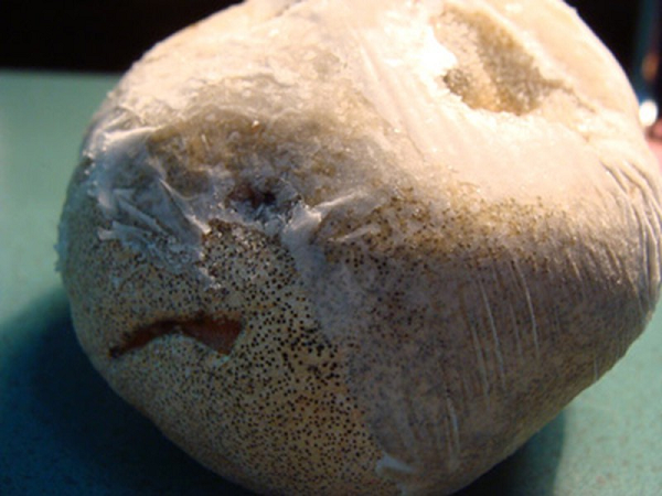 Nấm phục linh thiên là loại dược liệu được ghi trong những cuốn sách cổ của Trung Hoa, nó được đánh giá là có hiệu năng cao gấp nhiều lần nhân sâm Triều Tiên.