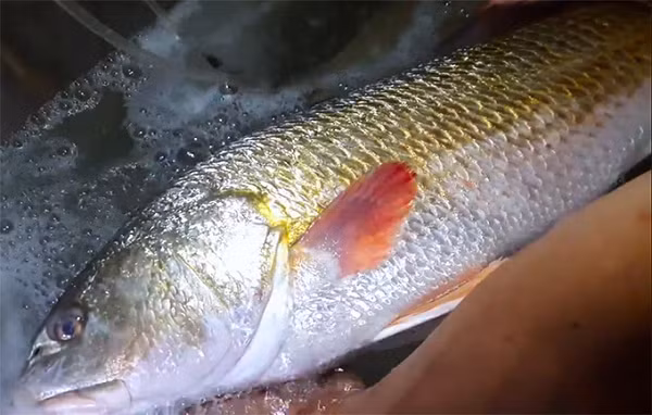 Hiện loài cá sủ vàng ở Việt Nam còn rất ít, gần như tuyệt chủng. Tuy nhiên, chúng chưa được đưa vào sách đỏ vì vẫn có thể đánh bắt được, vì vậy cá sủ vàng trở thành loài cá quý hiếm, có giá trị đắt như vàng ở Trung Quốc và Việt Nam.