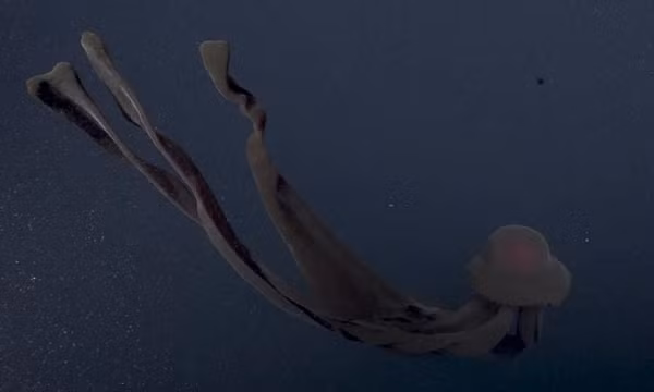 Sứa ma khổng lồ (Stygiomedusa gigantea) được các nhà sinh vật biển thuộc Viện nghiên cứu thủy sinh Vịnh Monterey (MBARI) của Mỹ phát hiện vào tháng 11. Sứa ma khổng lồ, một trong những loài sứa lớn nhất hành tinh, được phát hiện ở những nơi sâu nhất của tất cả các đại dương trên thế giới ngoại trừ Bắc Cực.