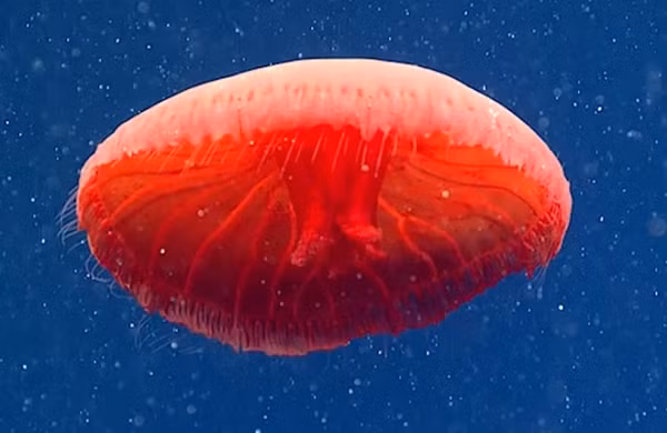 Nhóm nghiên cứu của Cơ quan Hải dương và Khí quyển Quốc gia Mỹ (NOAA) cho biết đã phát hiện ra con sứa đỏ như máu chưa được đặt tên trong cảnh quay thu thập được từ một cuộc lặn xuống nước sâu vào ngày 28/7, ngoài khơi bờ biển Newport, Rhode Island.