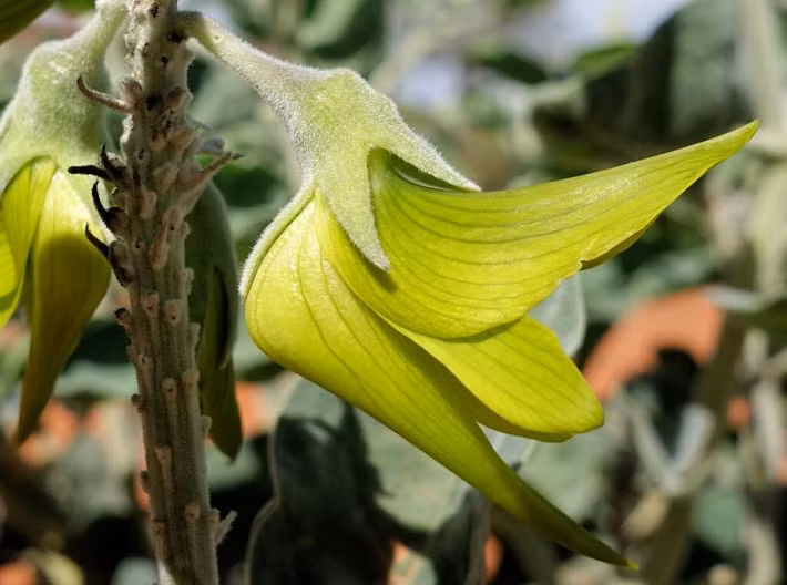 Tại vùng đất rộng lớn phía bắc Australia, có một loài hoa kỳ diệu thu hút sự chú ý của bất kỳ ai may mắn được nhìn thấy. Đó chính là loài hoa chim xanh, hay còn được biết đến với tên khoa học là Crotalaria Cunninghamii. Loài hoa này không chỉ gây ấn tượng bởi vẻ đẹp độc đáo mà còn có giá trị dược liệu quý giá. (Ảnh: speedy-seeds.co.uk)