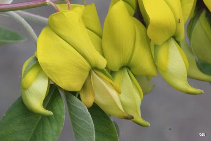 Người Australia bản địa rất trân trọng và giữ gìn loài hoa chim xanh, không hái để trang trí mà sử dụng như một vị thảo dược. Hoa chim xanh được dùng làm nước rửa mắt để chống nhiễm trùng, nhờ vào các đặc tính dược liệu của nó. Điều này cho thấy sự kết hợp giữa vẻ đẹp và giá trị y học của loài hoa này, làm tăng thêm giá trị bảo tồn và nghiên cứu. (Ảnh: Plants of the World Online)