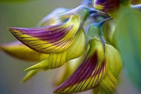 Hoa chim xanh mọc dọc theo các cồn cát ở phía bắc Australia, nơi môi trường khắc nghiệt nhưng đầy sức sống. (Ảnh: Living Green and Feeling Seedy)