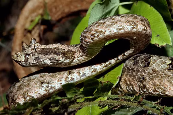 Rắn lục sừng ó 2 chiếc sừng nhô lên 2 hốc mắt nên được mệnh danh là “quỷ Satan”. Chúng chỉ xuất hiện ở vùng núi cao Việt Nam (chưa thấy xuất hiện ở nơi khác trên thế giới).