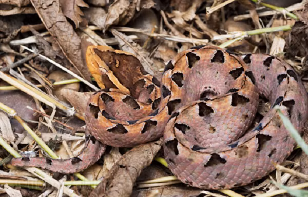 Rắn chàm quạp là loại rắn độc rất nguy hiểm thường gây tai nạn ở các nước vùng nhiệt đới ở Đông Nam Á (Thái Lan, Myanma, Lào, CampuChia, Việt Nam, Malaysia, Indonesia).