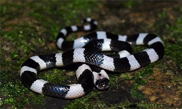 Rắn cạp nia có khoang đen trắng đặc trưng, thường được phát hiện ở những khu vực đồng bằng, nơi gần nguồn nước như ruộng lúa, ven sông, kênh. Tỷ lệ tử vong khi bị loài rắn độc này cắn lên đến 50% ngay cả khi nạn nhân được điều trị bằng huyết thanh chống nọc độc.